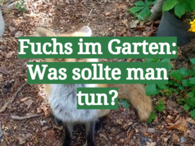 Fuchs im Garten: Was sollte man tun