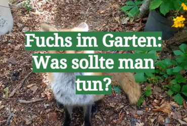 Fuchs im Garten: Was sollte man tun